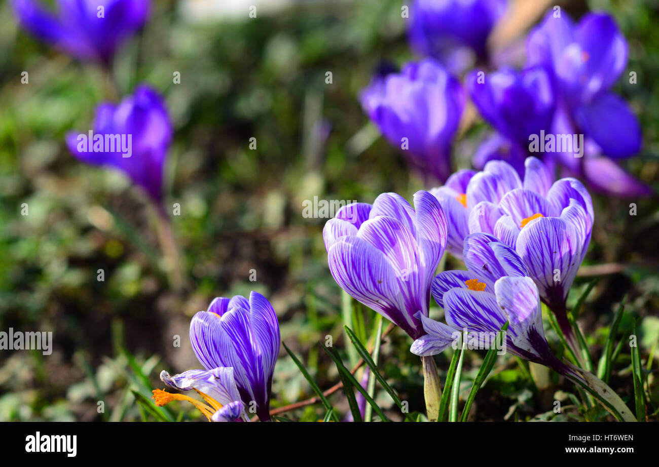 Spring crocuses which have sprouted through the ground Stock Photo - Alamy