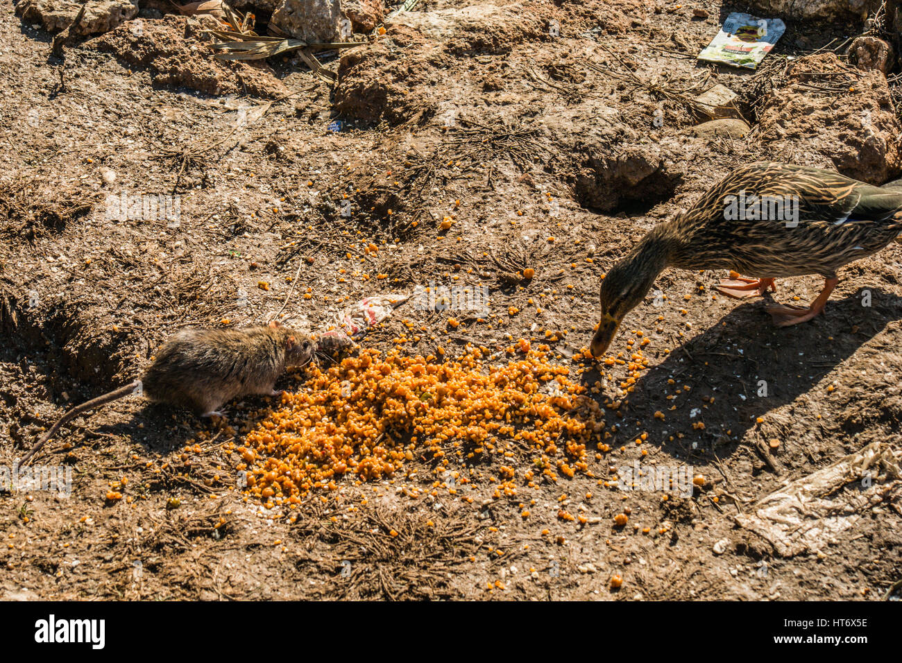 duck and mouse eating meal together Stock Photo Alamy