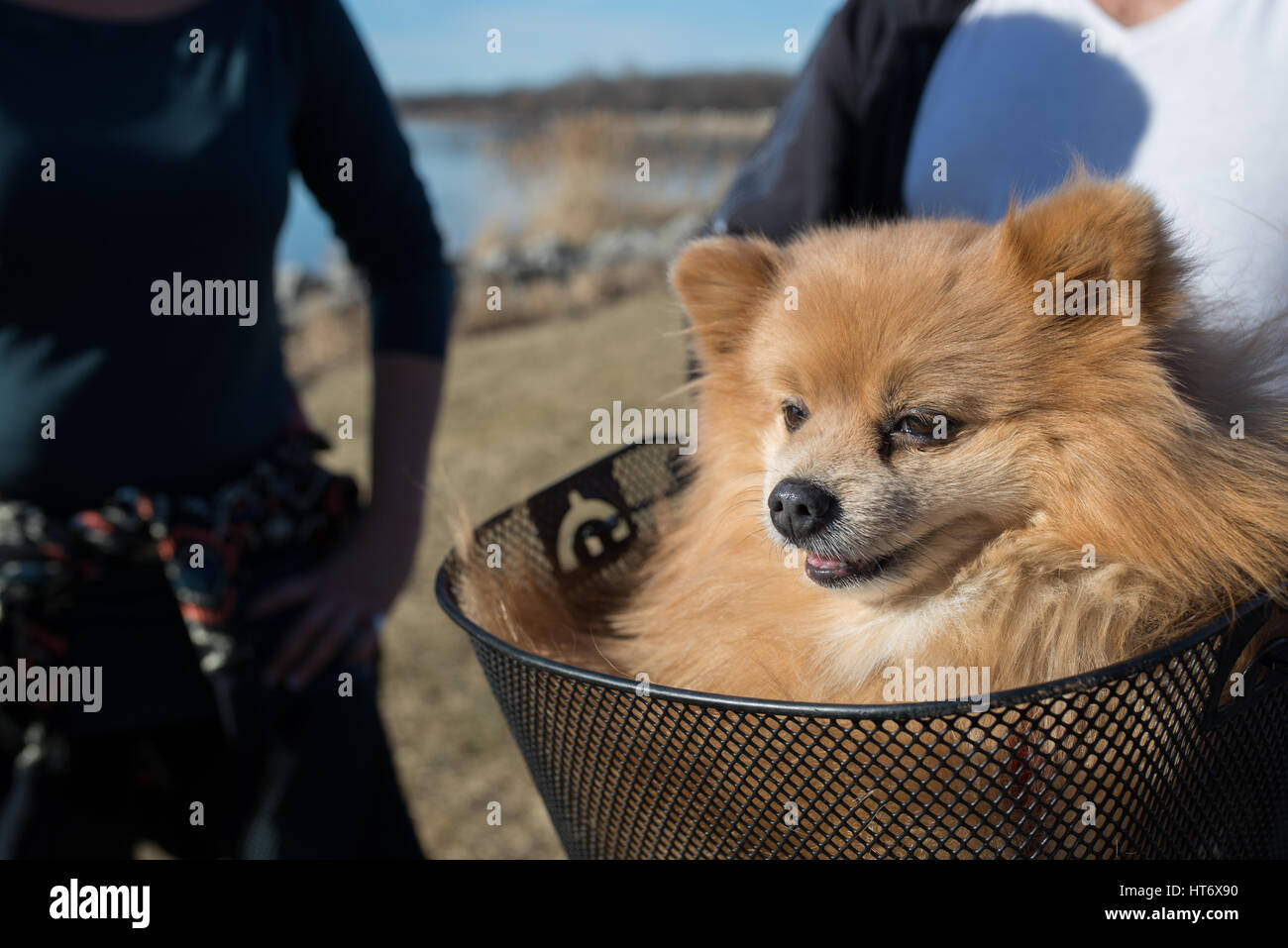 Cute little Pomeranian in a bike basket Stock Photo - Alamy