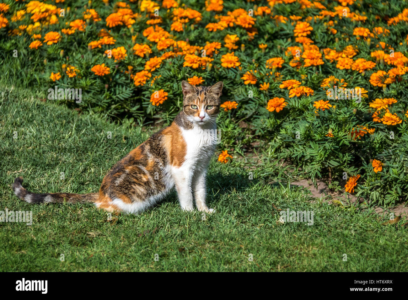 Cat in the garden with orange flowers Stock Photo