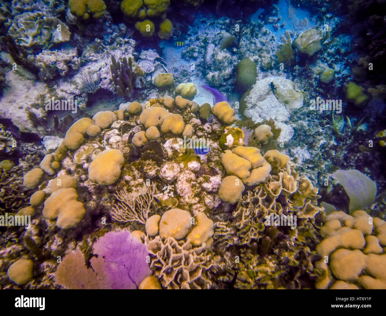Belize Coral Reef Underwater and fish Stock Photo