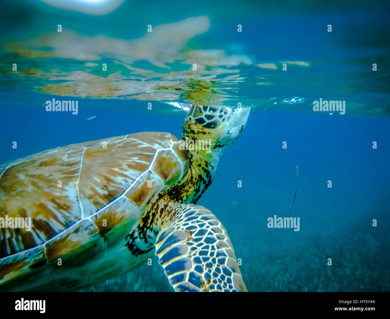 Sea turtle in caribbean sea - Caye Caulker, Belize Stock Photo