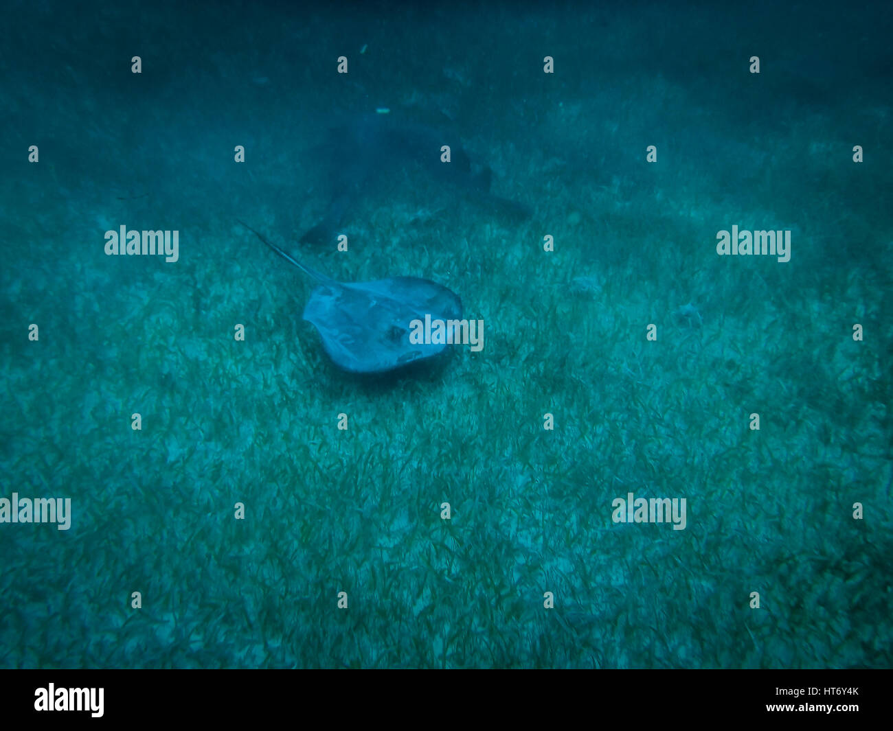 Stingray in caribbean sea - Caye Caulker, Belize Stock Photo