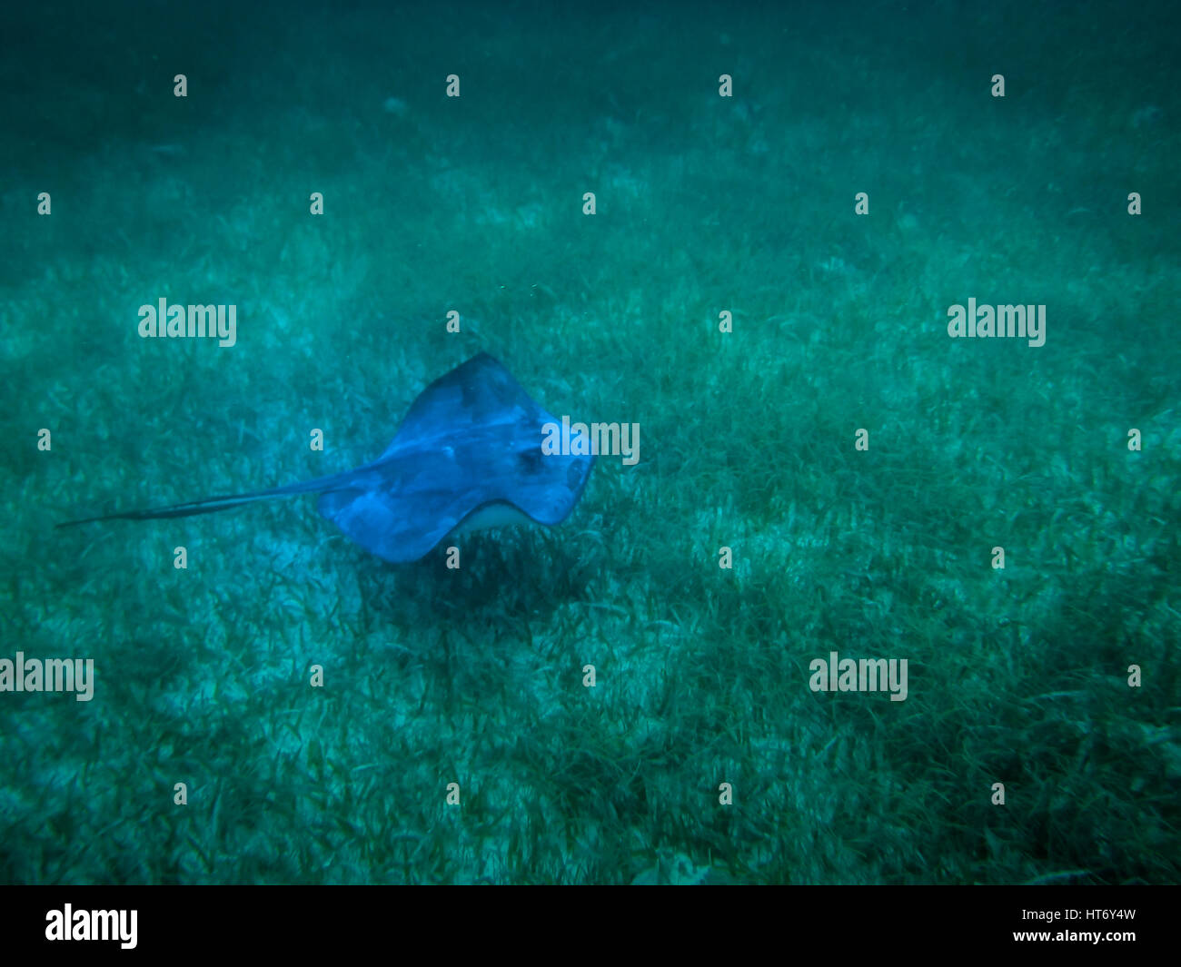 Stingray in caribbean sea - Caye Caulker, Belize Stock Photo