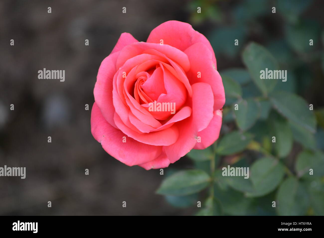 Lovely Pink Rose Stock Photo - Alamy
