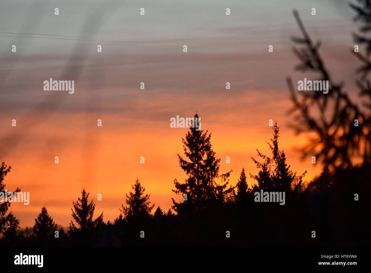 Silhouettes of pine trees agains beautiful sunset sky Stock Photo - Alamy