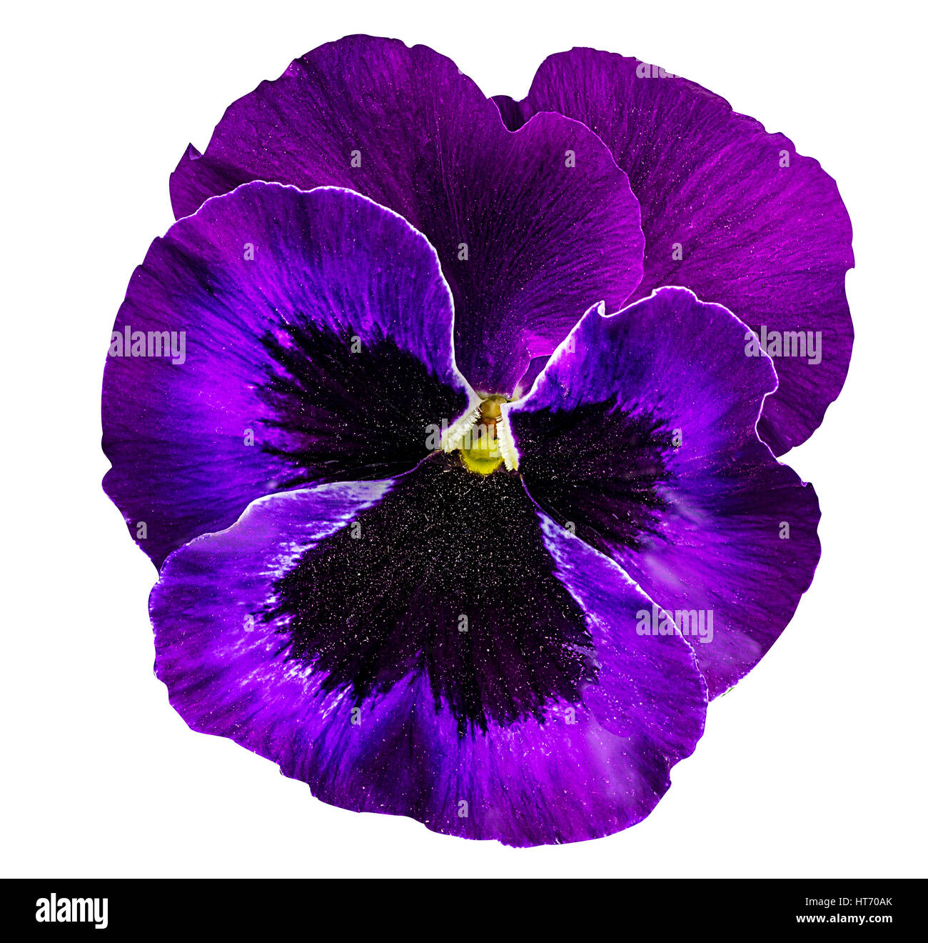 Pansy flowers isolated on white background Stock Photo - Alamy