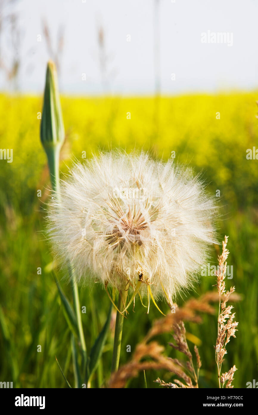 dandelion near canola field Southern Alberta, Canada Stock Photo Alamy
