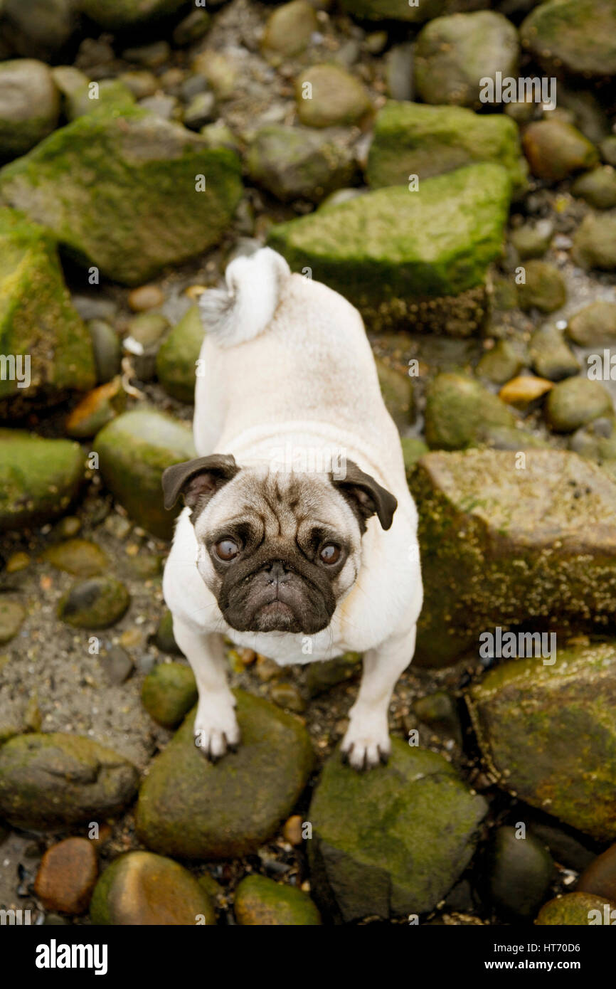Pug at the ocean Stock Image