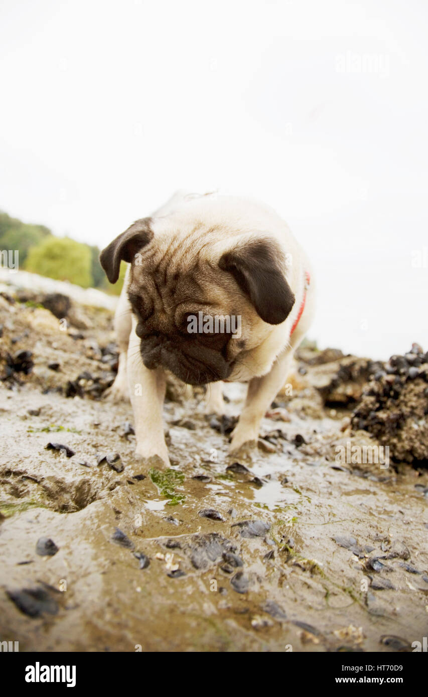 Pug at the ocean Stock Image