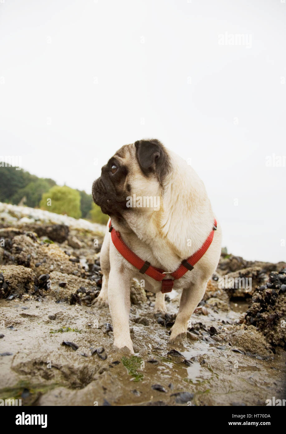 Pug at the ocean Stock Image