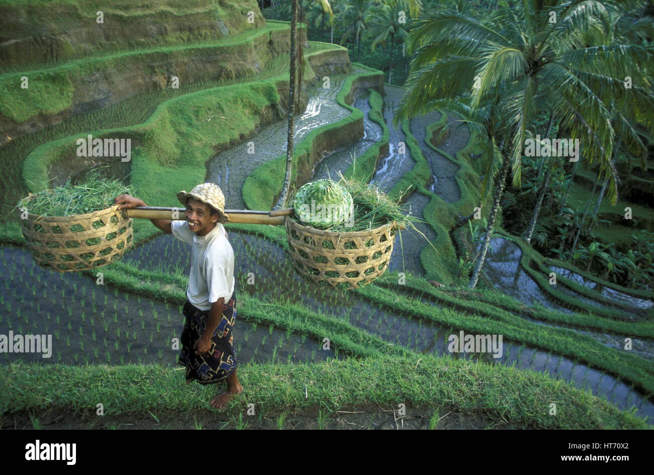 the landscape of the ricefields and rice terrace neat Tegallalang near Ubud of the island Bali in indonesia in southeastasia Stock Photo