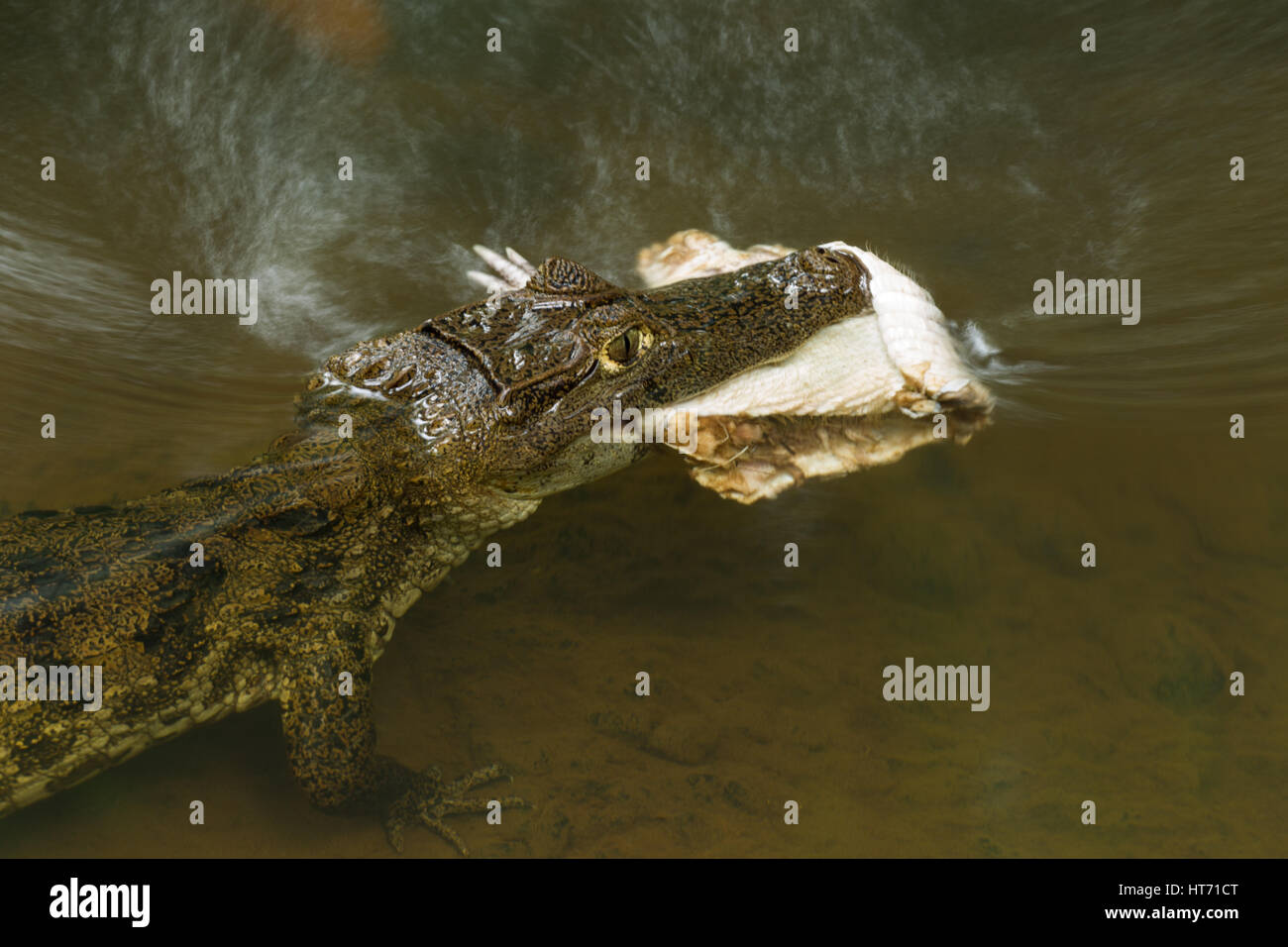 Selva tropical puerto rico hires stock photography and images Alamy