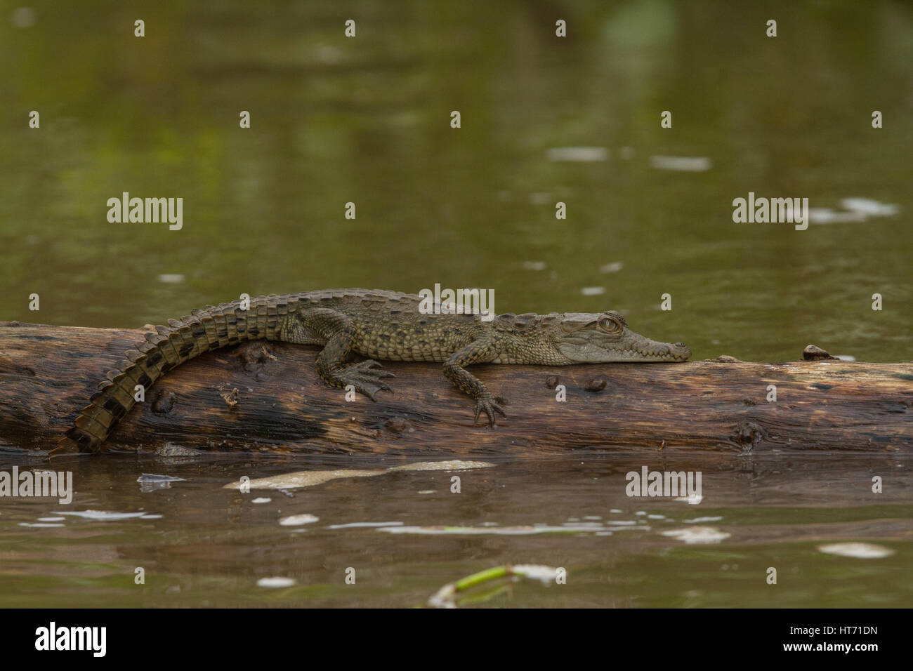 A young Spectacled Caiman, Caiman crocodilus, basks on a log in Tortuguero National Park in Costa Rica. Stock Photo