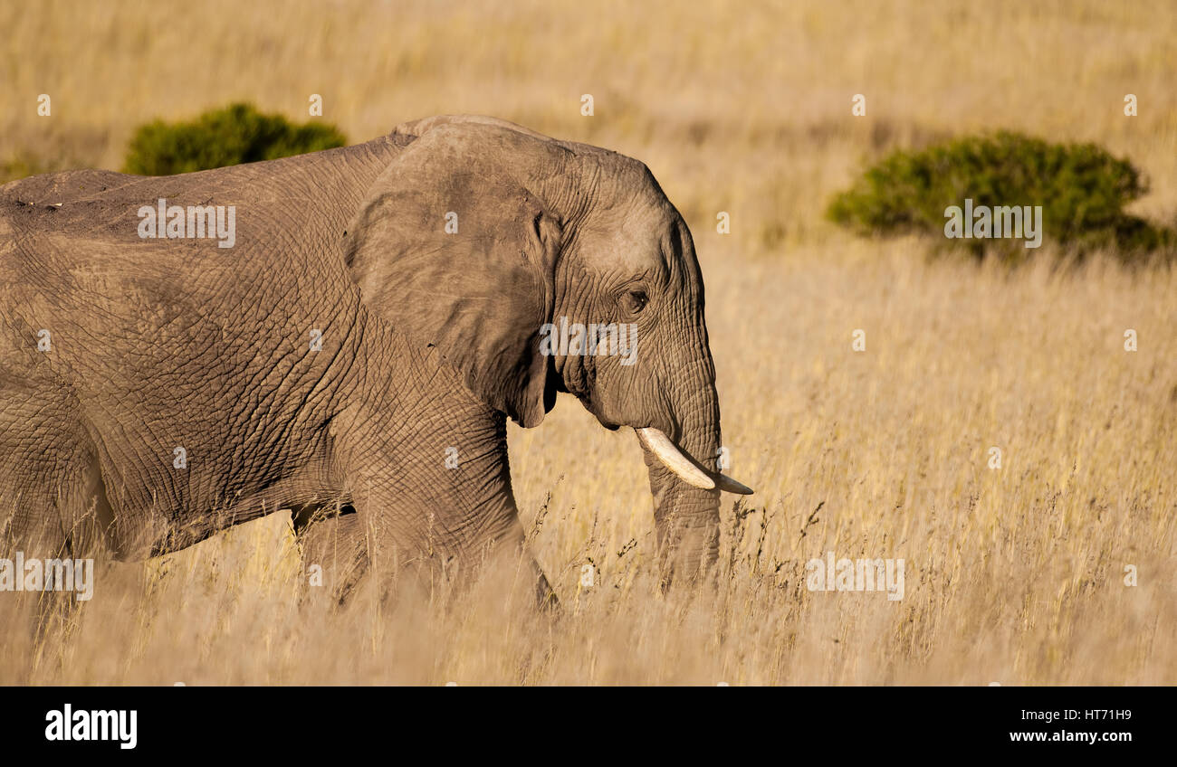 Elephant walking through plains Stock Photo