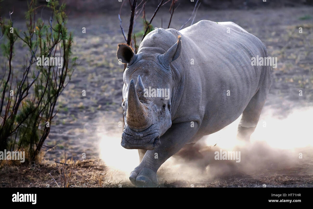 Rhinoceros charging Stock Photo