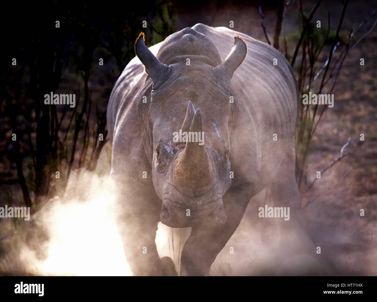 Rhino charge with dust Stock Photo