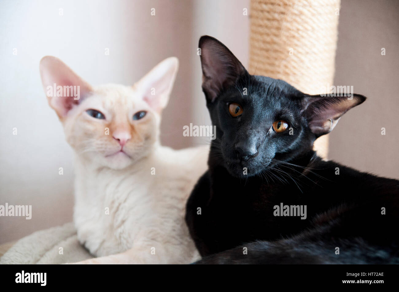 Cornish Rex and Oriental Shorthair Stock Photo
