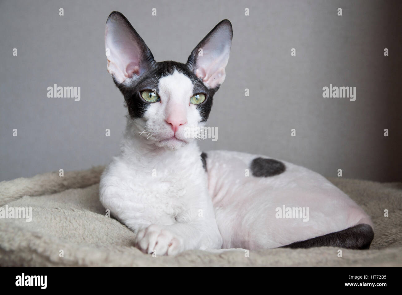 Image showcasing Cornish Rex and Oriental Shorthair Stock Photo - Alamy