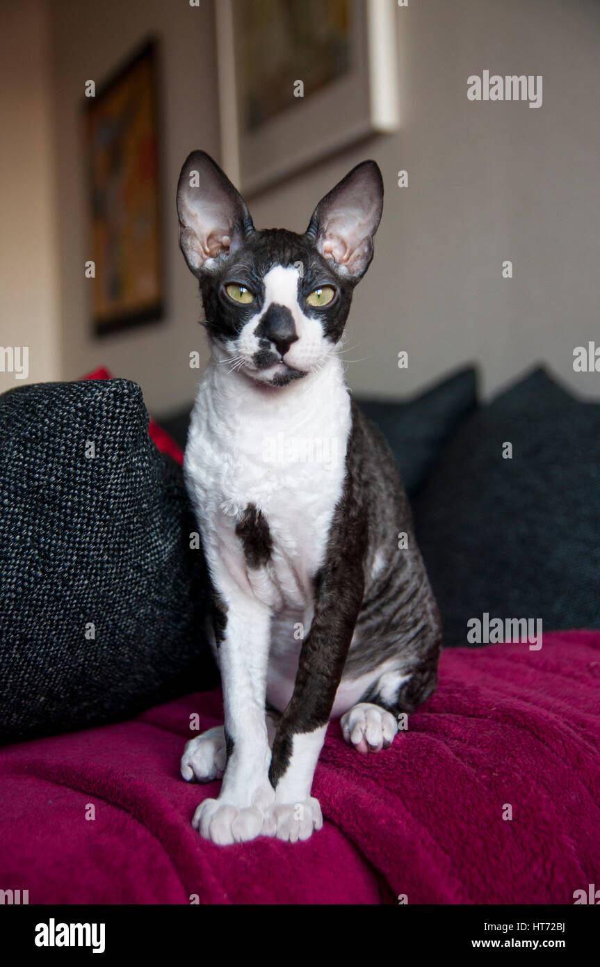 View of Cornish Rex and Oriental Shorthair Stock Photo - Alamy