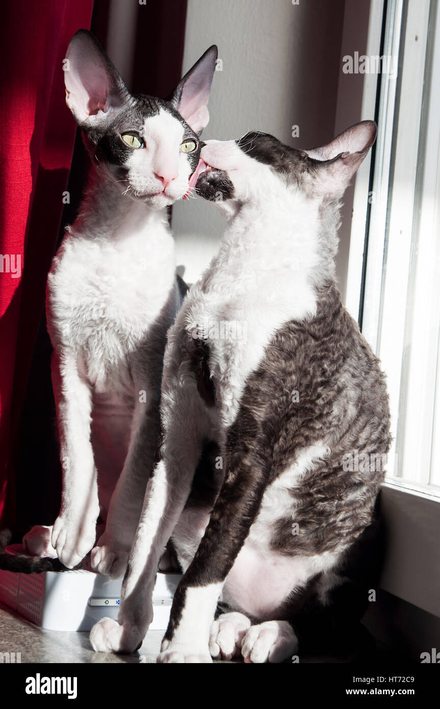 Cornish Rex and Oriental Shorthair Stock Photo