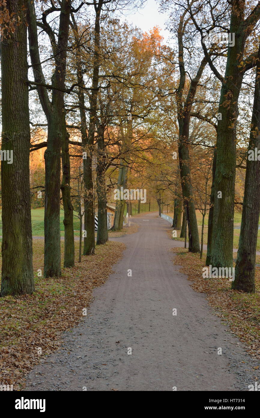 Oak alley sunset hi-res stock photography and images - Alamy