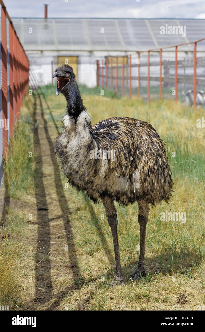 Emu funny yawning on their breeding farm in Siberia, Russia Stock Photo