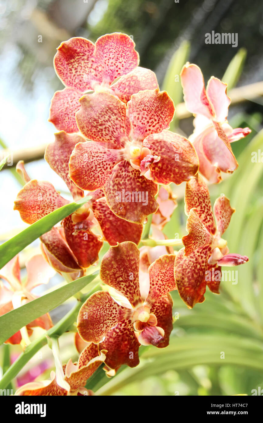 Thai Orchid in Botanic Garden Chiang Mai, Thailand Stock Photo