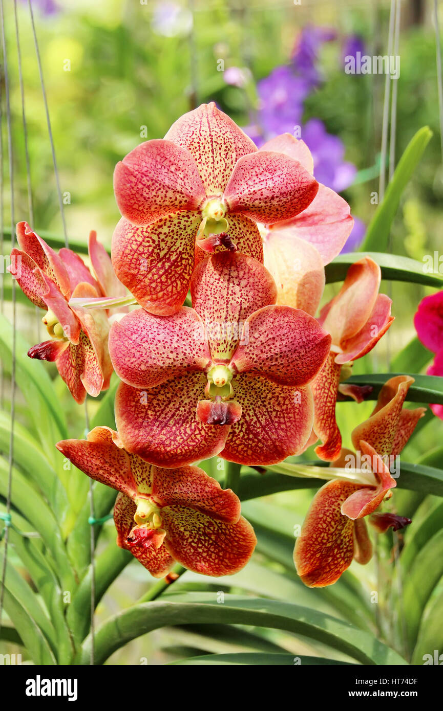 Thai Orchid in Botanic Garden Chiang Mai, Thailand Stock Photo