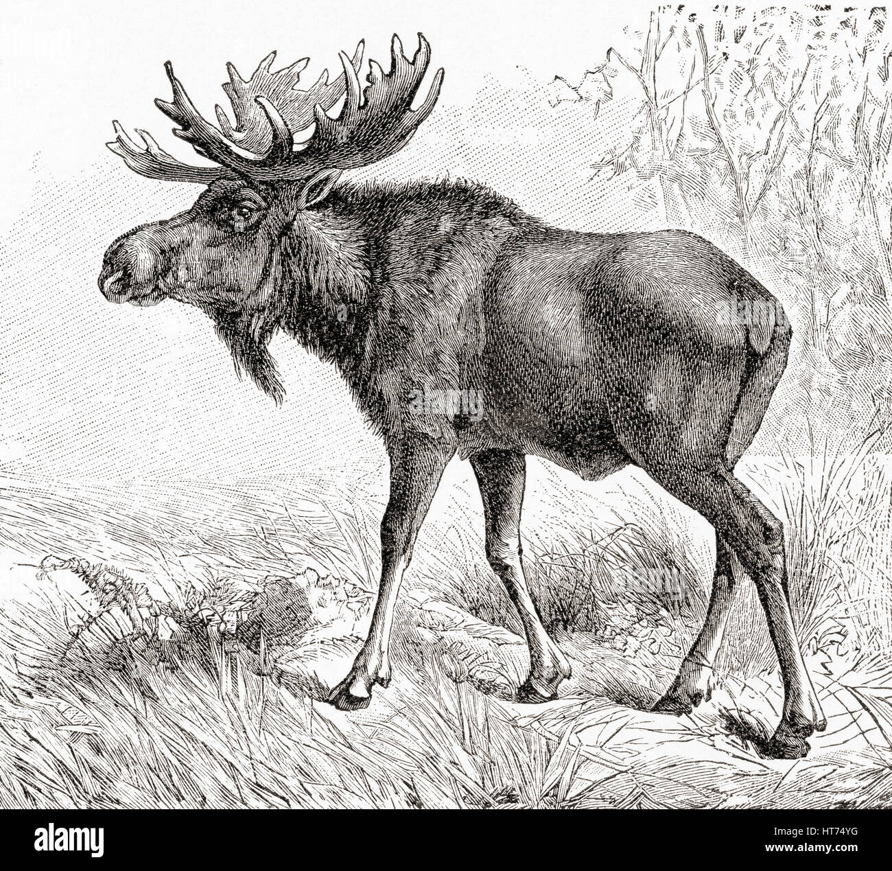 The moose or elk (Alces alces) the largest extant species in the deer family.  From Meyers Lexicon, published 1927. Stock Photo