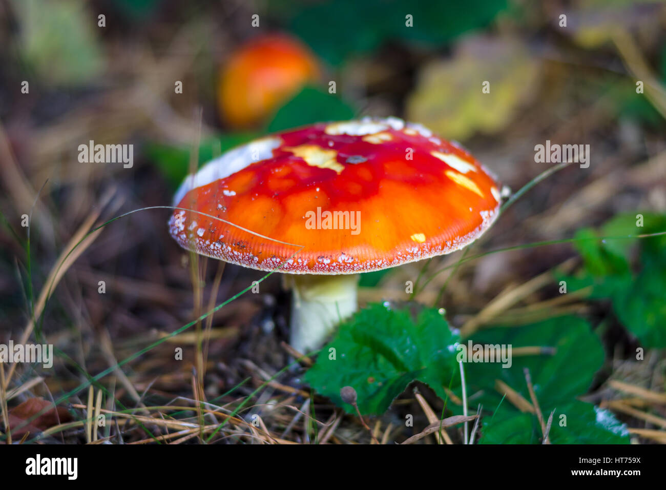 Autumn mushroom Amanita muscaria. Stock Photo