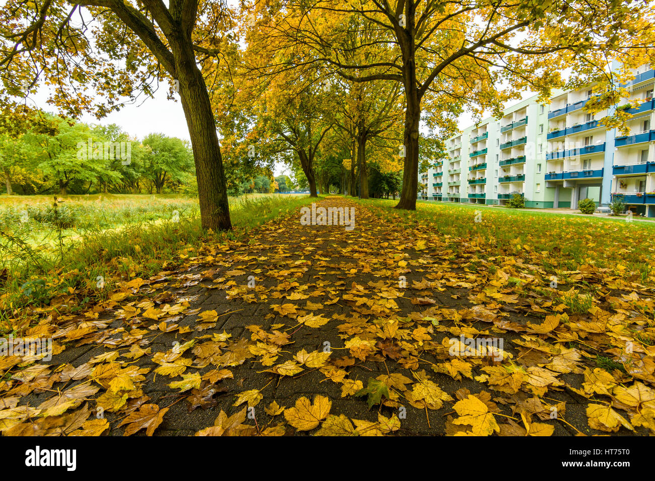 Fallen yellow leaves on a path in a city park Stock Photo - Alamy