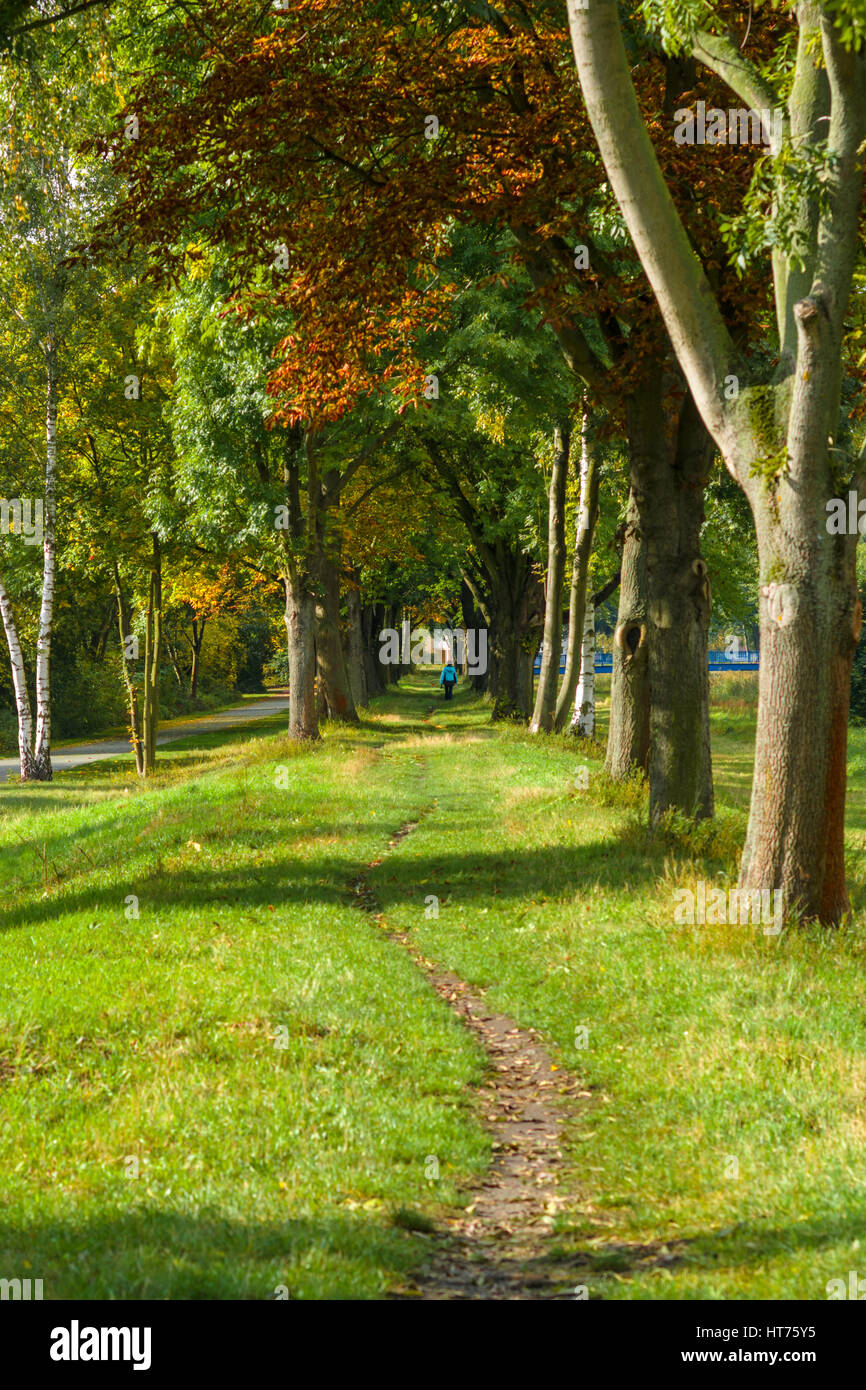 Fallen yellow leaves on a path in a city park Stock Photo - Alamy