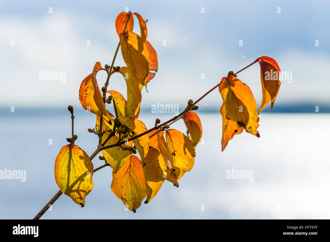 Yellow autumn leaves in the sun Stock Photo - Alamy