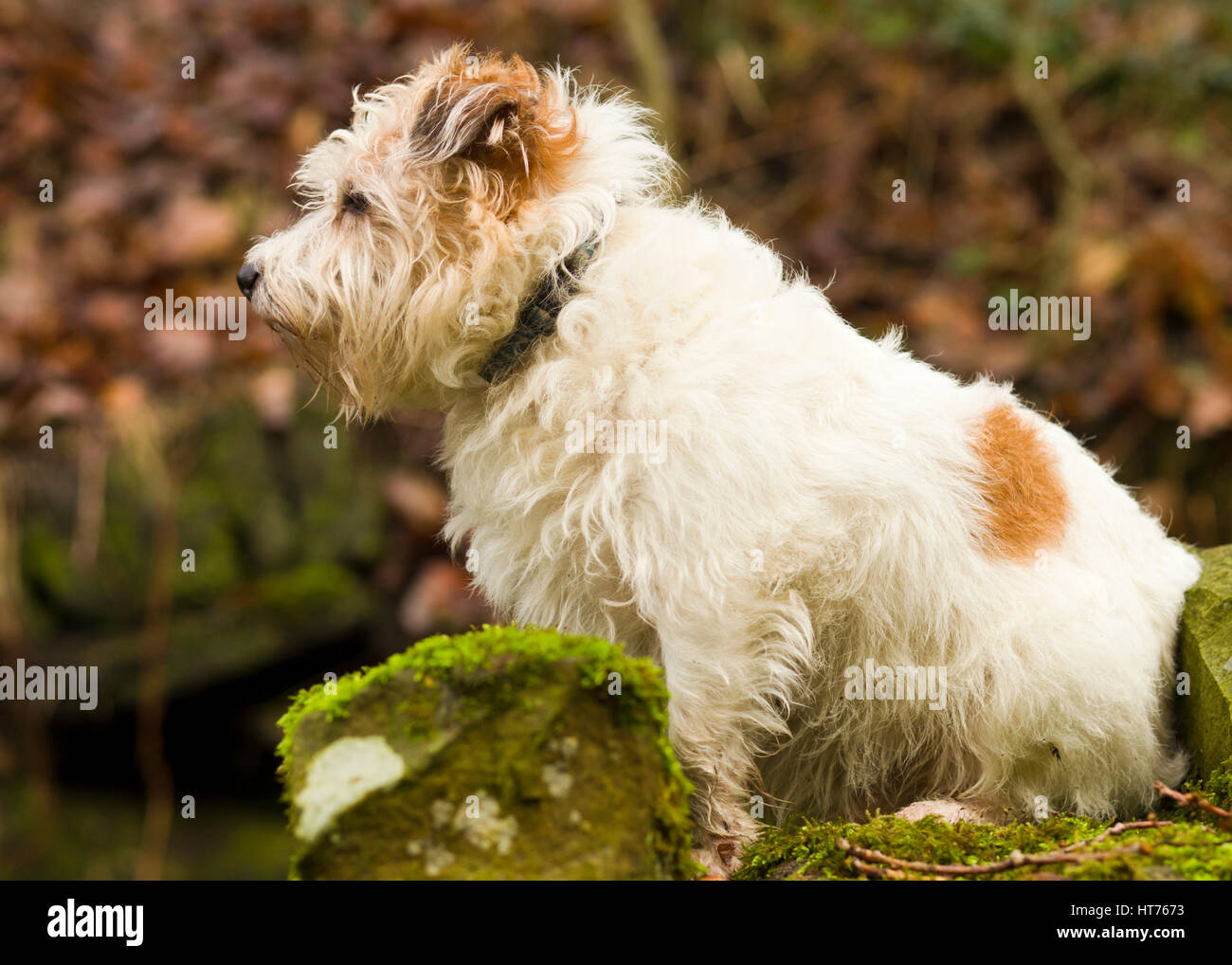 Old Jack Russell Hi res Stock Photography And Images Alamy Old Jack Russell Hi res Stock Photography And Images Alamy