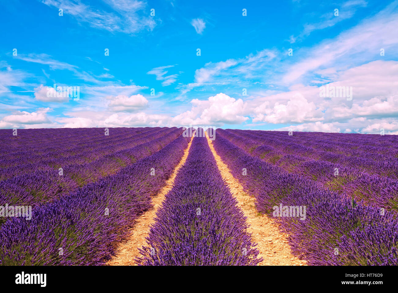 Lavender flowers blooming field and cloudy sky. Valensole, Provence, France, Europe. Stock Photo