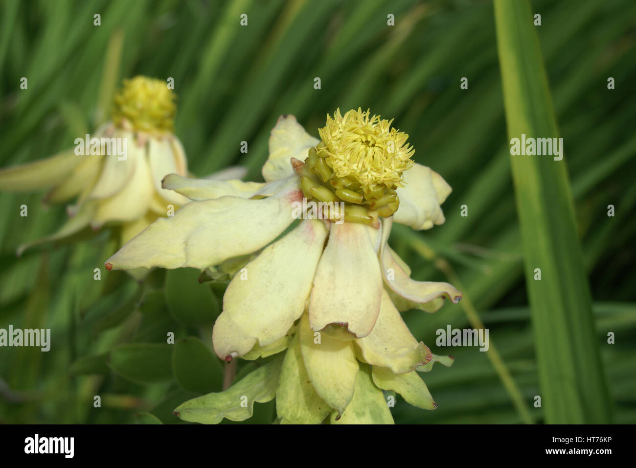 Leucadendron tinctum Stock Photo