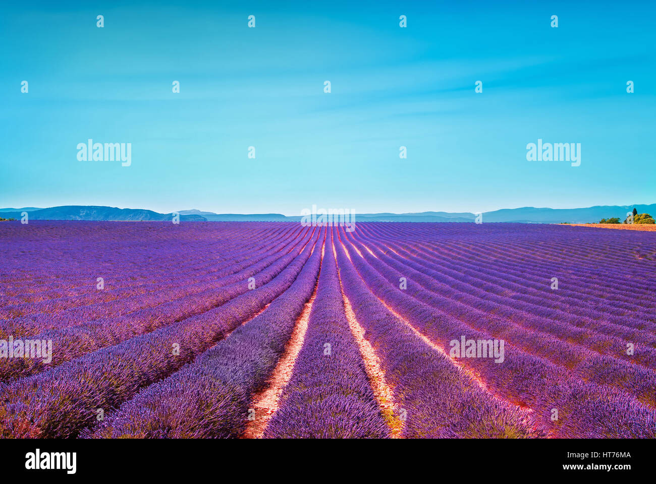 Lavender flowers blooming field and clear sky. Valensole, Provence, France, Europe. Stock Photo
