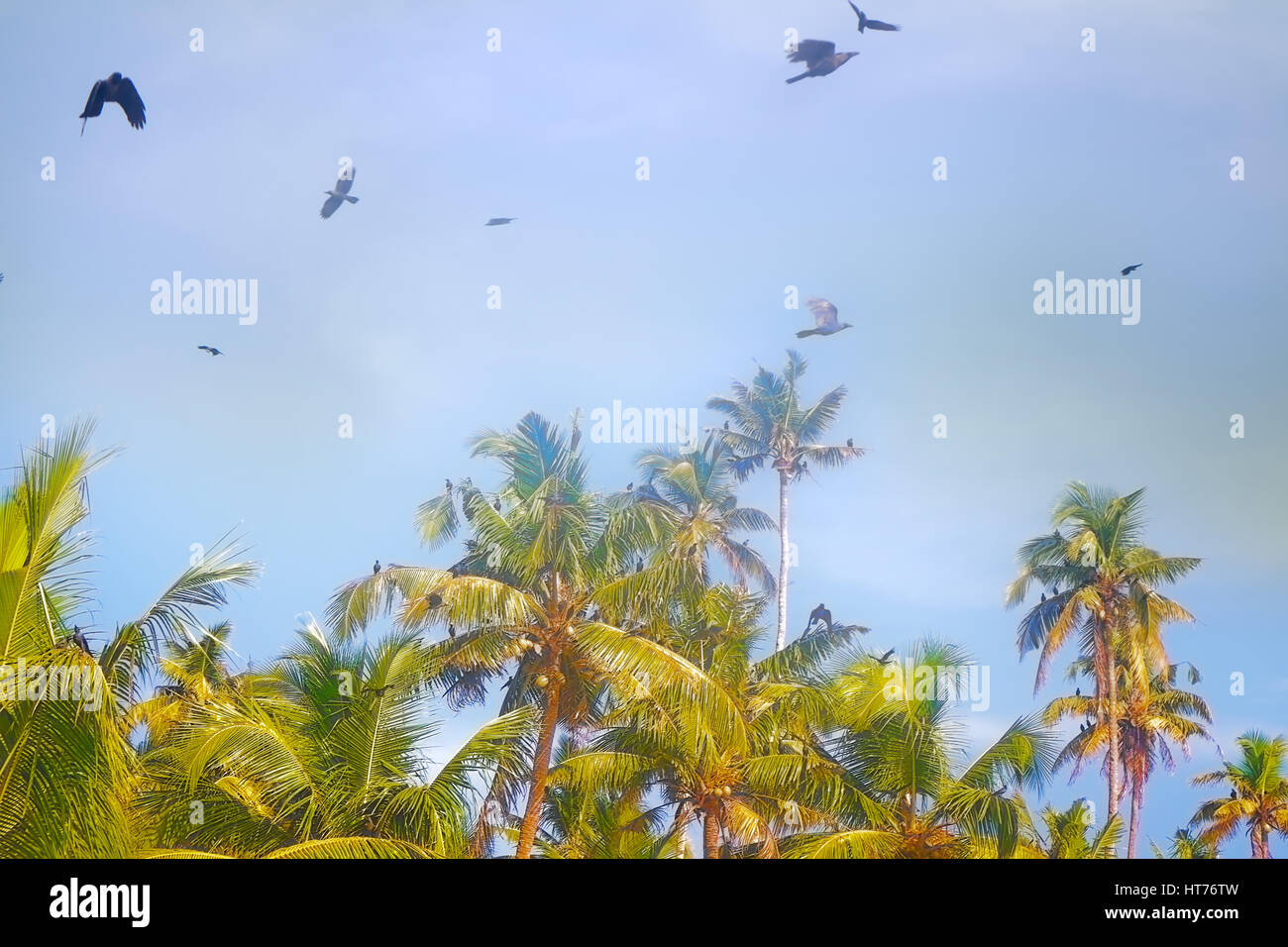 huge number of Indian house crows and some kites gathered in palm grove (camp bird). Kerala, India Stock Photo