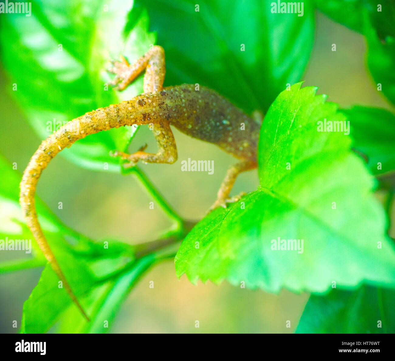 Tropical House Gecko on green leaf. Kerala Stock Photo