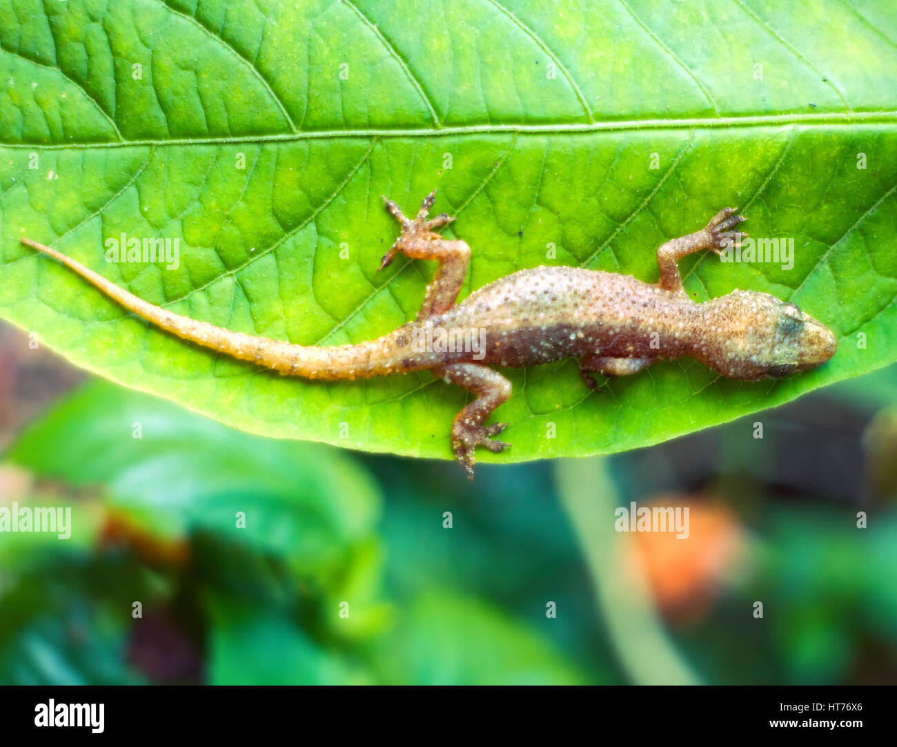 Tropical House Gecko on green leaf. Kerala Stock Photo