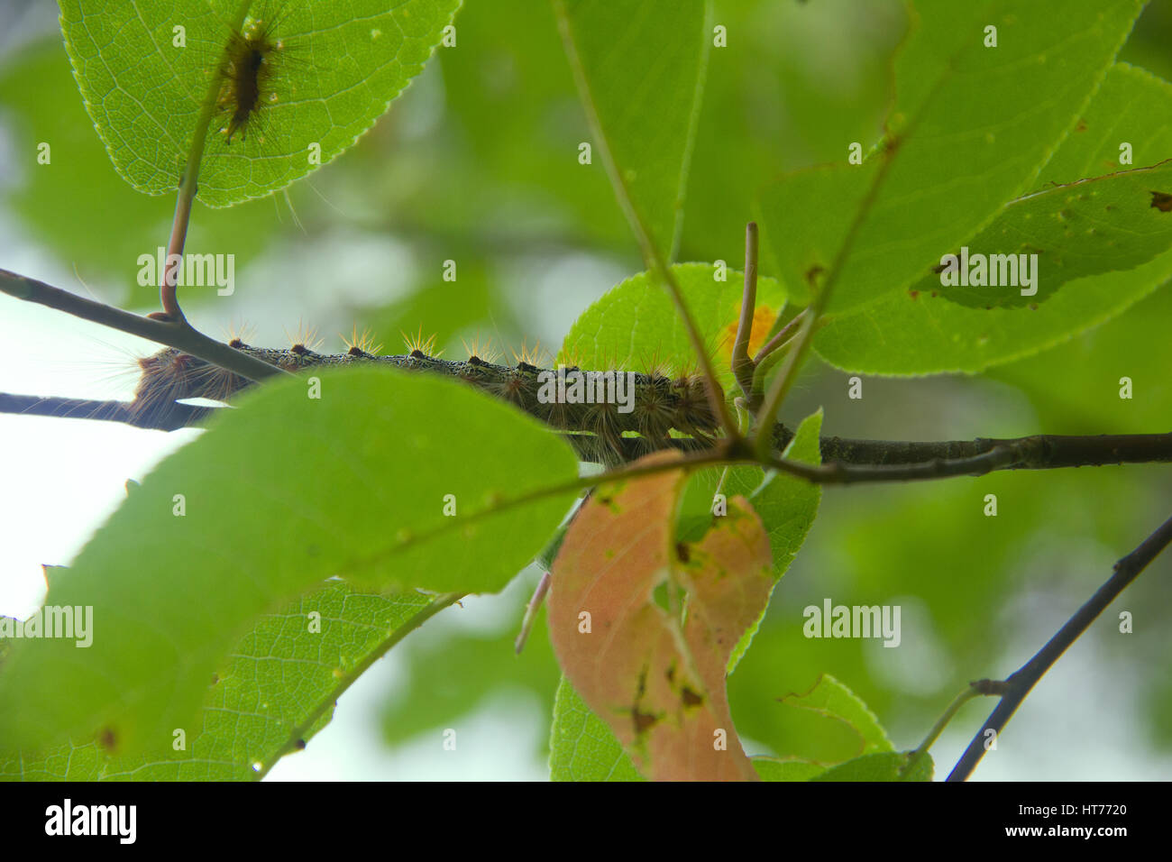 Lymantria dispar caterpillars move in forest. beautiful pest ...