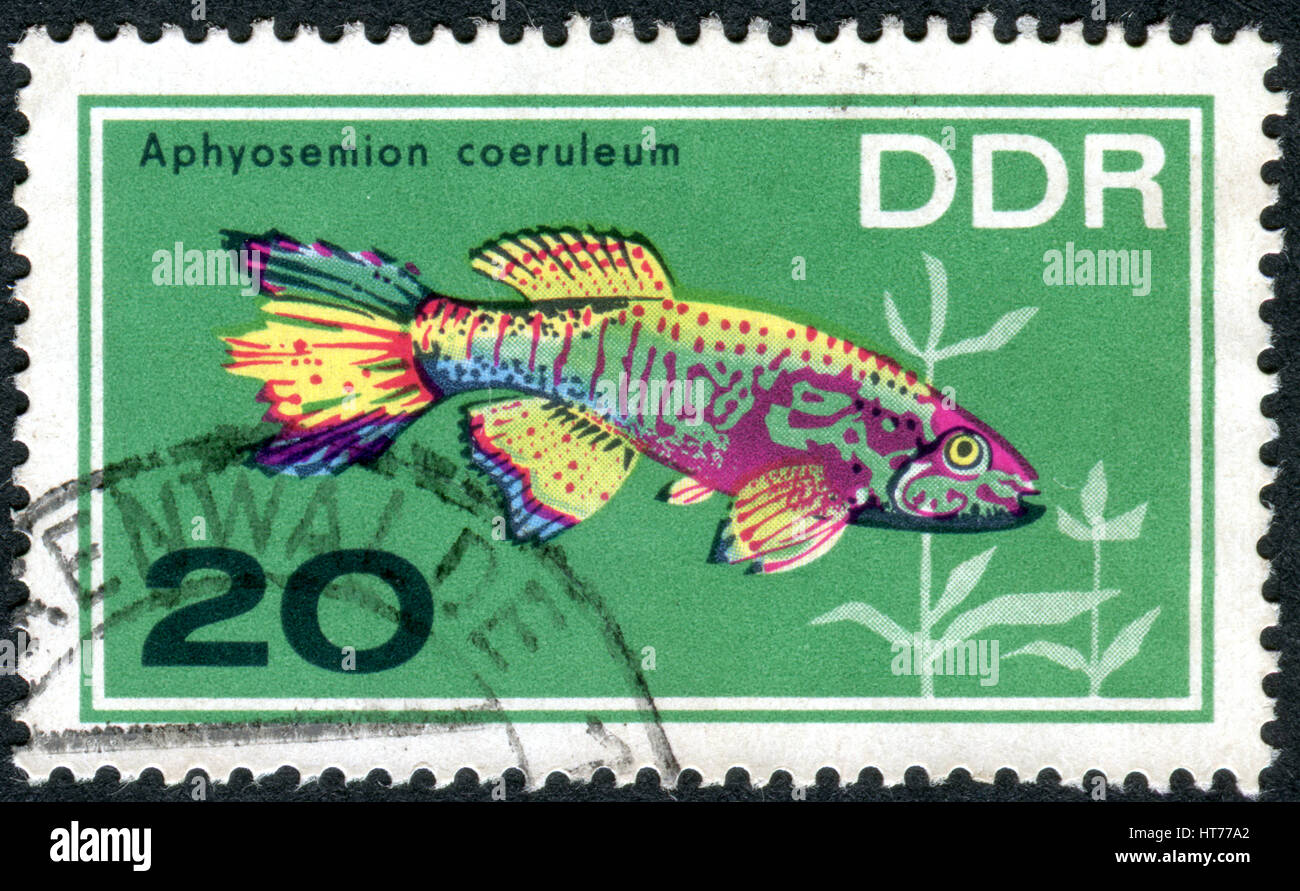 GERMANY - CIRCA 1966: A stamp printed in Germany (GDR), shows tropical fish Blue Gularis (Aphyosemion coeruleum), circa 1966 Stock Photo