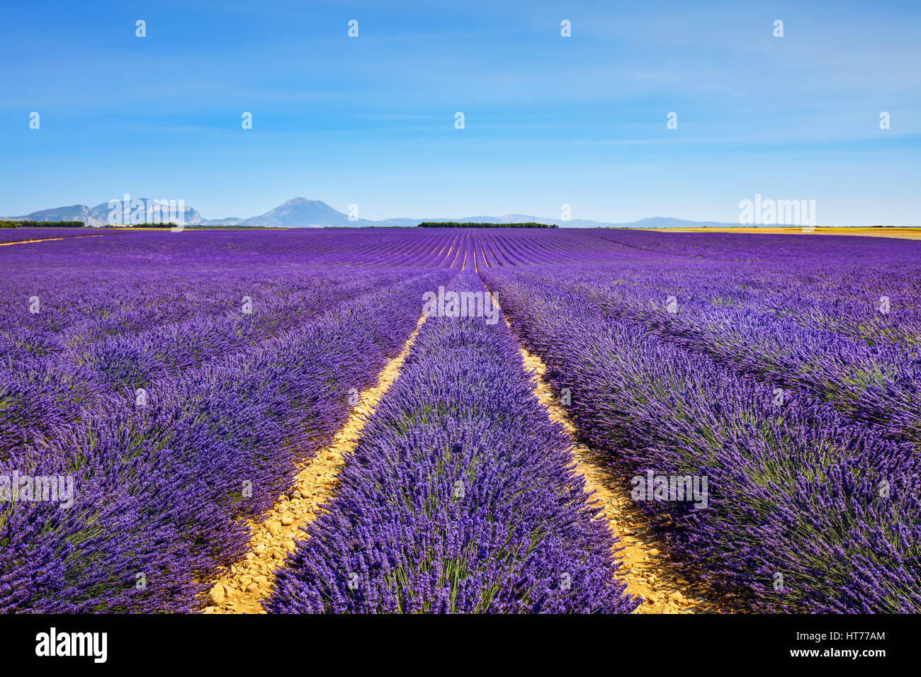 Lavender flower blooming scented fields in endless rows and trees on background. Valensole plateau, provence, france, europe. Stock Photo