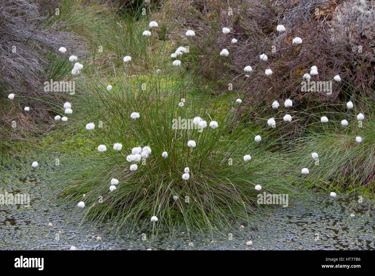 Common Cottongrass, Eriophorum angustifolium, growing in bog, Loch