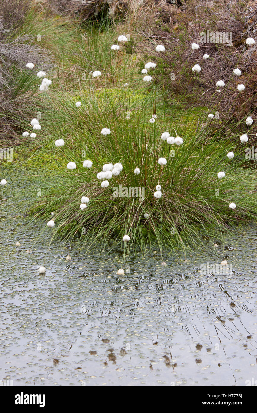 Common Cottongrass, Eriophorum angustifolium, growing in bog, Loch