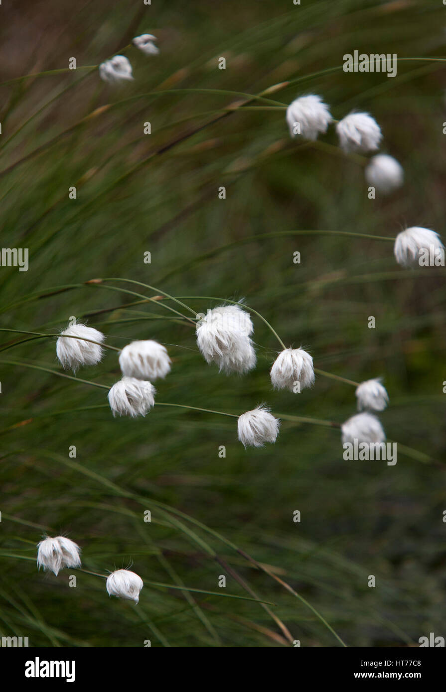 Common Cottongrass, Eriophorum angustifolium, closeup of flower heads