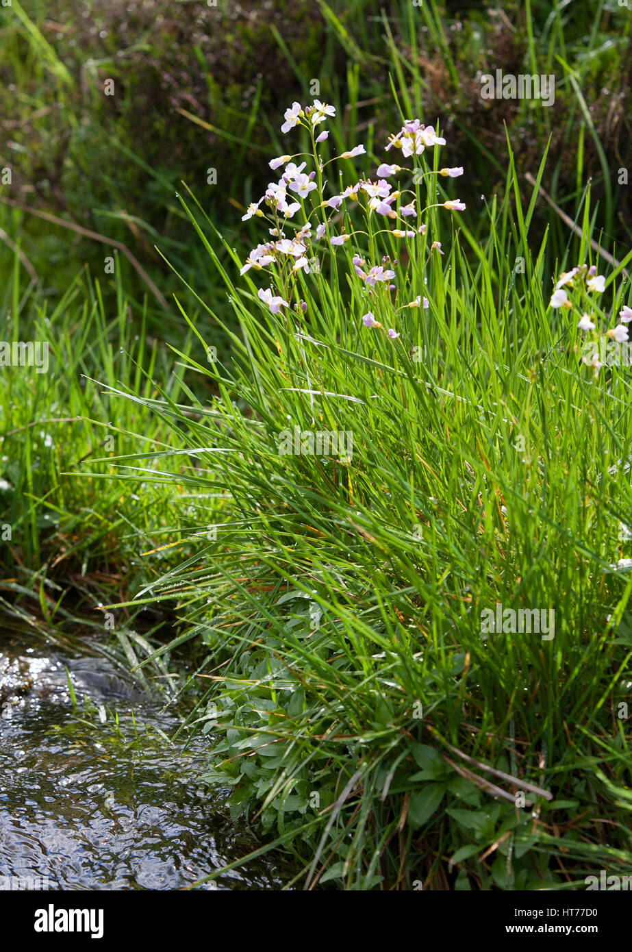 Cuckoo Flower or Lady's Smock, Cardamine pratensis, growing beside small stream. The Highlands, Scotland, UK Stock Photo