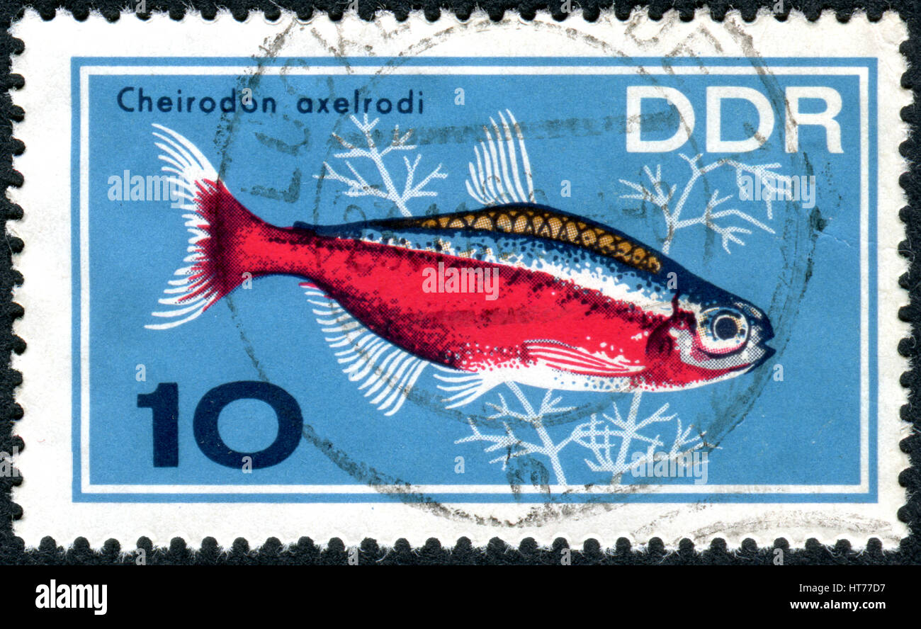 GERMANY - CIRCA 1966: A stamp printed in Germany (GDR), shows tropical fish Cardinal Tetra (Cheirodon axelrodi), circa 1966 Stock Photo