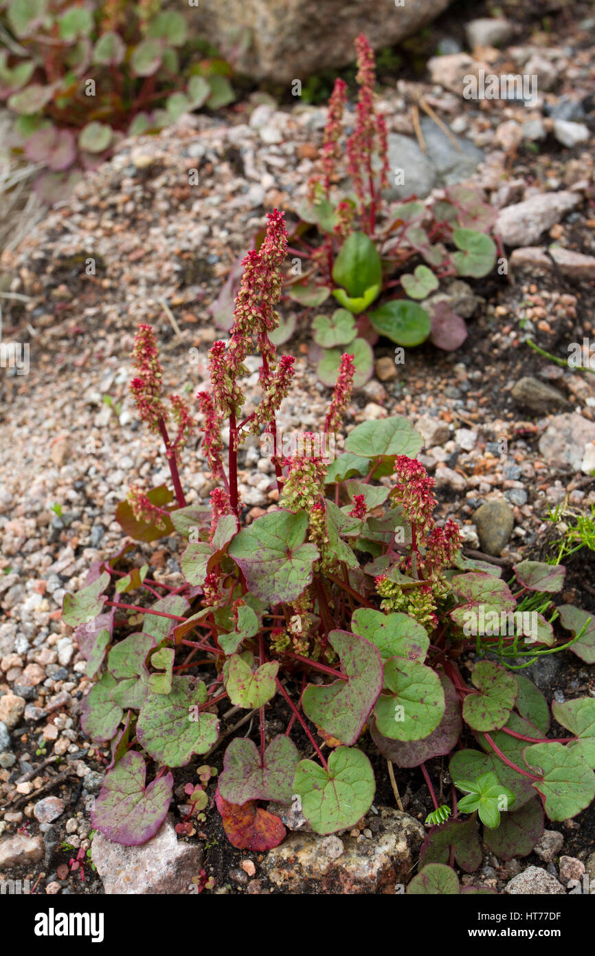 Mountain Sorrel, Oxyria digyna. Taken June. The Cairngorms, Scotland, UK. Stock Photo